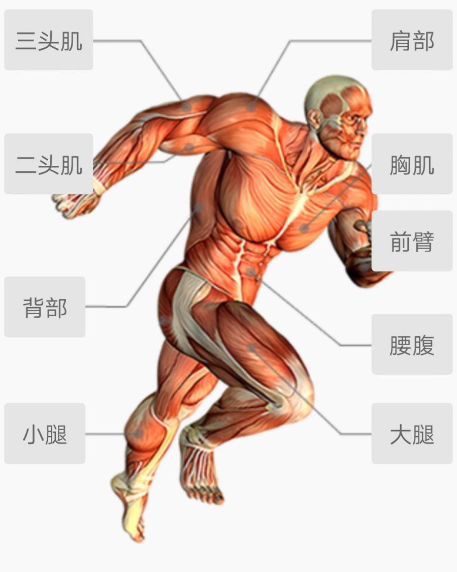 人体大肌群#二头;肱二头肌;三头;肱三头肌;背部:背阔肌,斜方肌,冈下